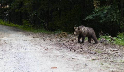 Medveď schádzajúci do dediny