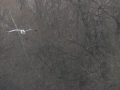 čajka sivá, krpelany, 31.12.2012