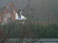 čajka sivá, krpelany, 9.1.2014