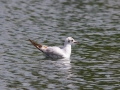 čajka smejivá, 18.5.2019