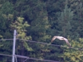 čajka žltonohá, 24.8.2014 krpeľany