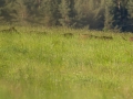 diviak lesný, 14.5.2013