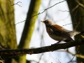 drozd-trskota