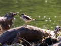kalužiačik malý, 2.6.2019, turany