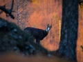 kamzík fatranský, 20.3.2019