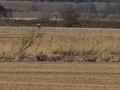kaňa sivá, 7.3.2015