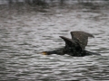 kormoran