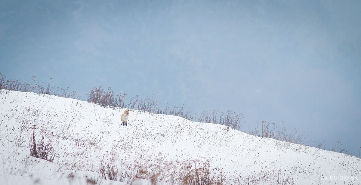 líška hrdzavá, zima 2014