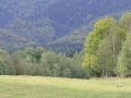 líška hrdzavá