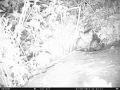fotopasca - zvedavé líščatá, 7.5.2015