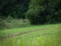 medveď hnedý, 26.7.2017, nad ontáriom