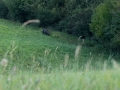 medveď hnedý, 31.8.2017, nad ontáriom