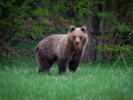 medveď hnedý, 27.4.2019