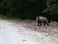 mladý medveď hnedý, 2.7.2016, malá fatra