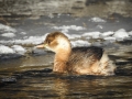 Potápka malá, 9.1.2017