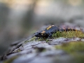 salamandra škvrnitá, 1.4.2017