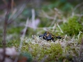 salamandra škvrnitá, 1.4.2017