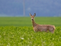 srna lesná