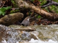 vodnár potočný, 27.4.2019, trusalová
